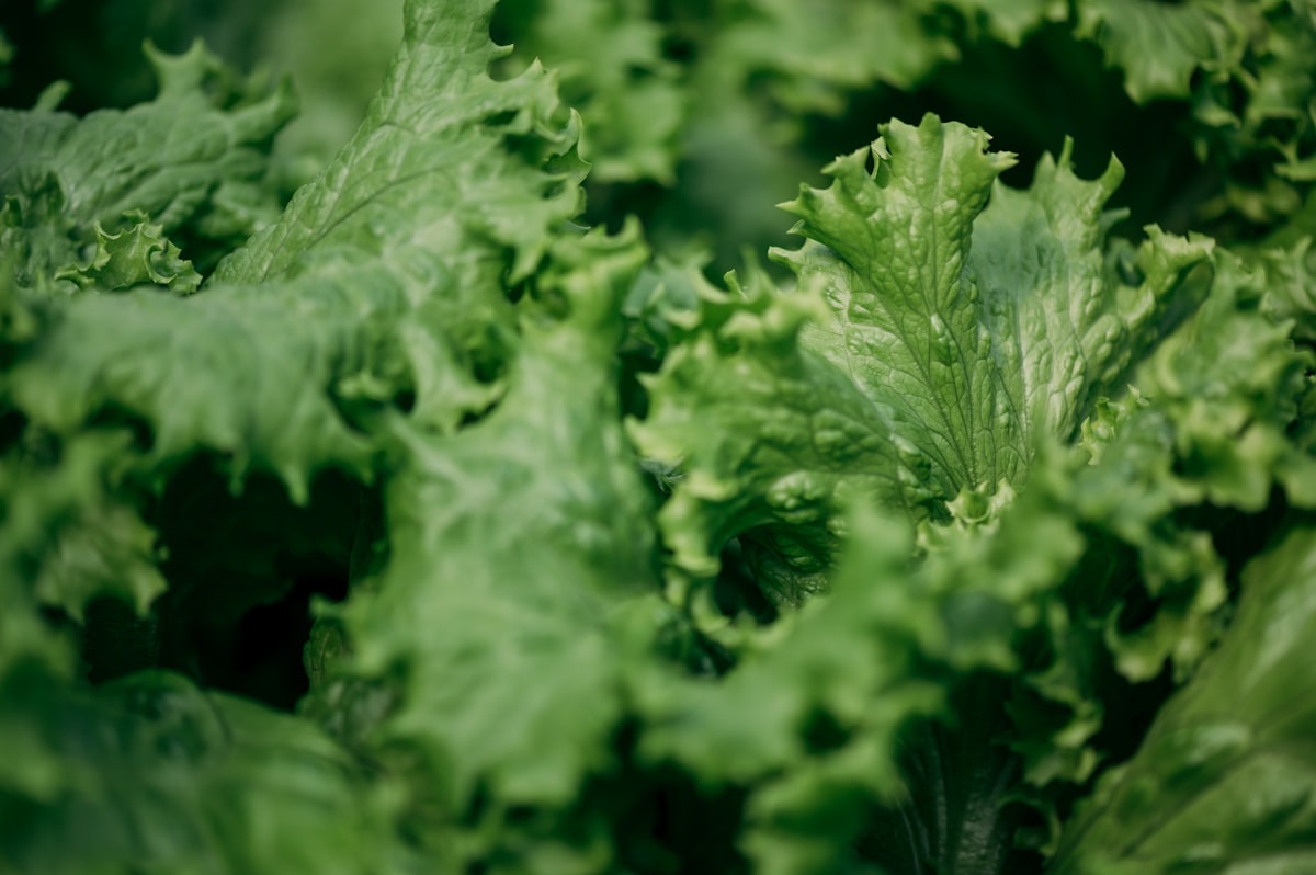 Produits laitiers riches en calcium